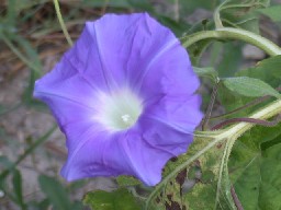 asagao.jpg 256192 14K